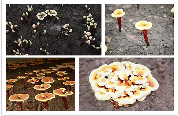 圖片關(guān)鍵詞 圖片關(guān)鍵詞