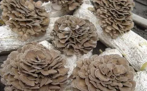 圖片關鍵詞 http://www.zjyouhua.com/ewebeditor/uploadfile/20170914091445139001.png