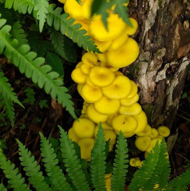 圖片關(guān)鍵詞 國(guó)家蘑菇地理:中國(guó)哪里的蘑菇最好吃?