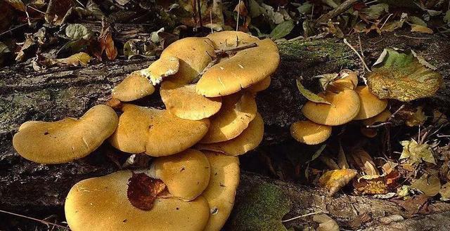 圖片關(guān)鍵詞 國(guó)家蘑菇地理:中國(guó)哪里的蘑菇最好吃?