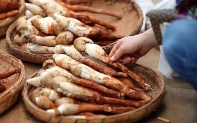 圖片關(guān)鍵詞 國(guó)家蘑菇地理:中國(guó)哪里的蘑菇最好吃?